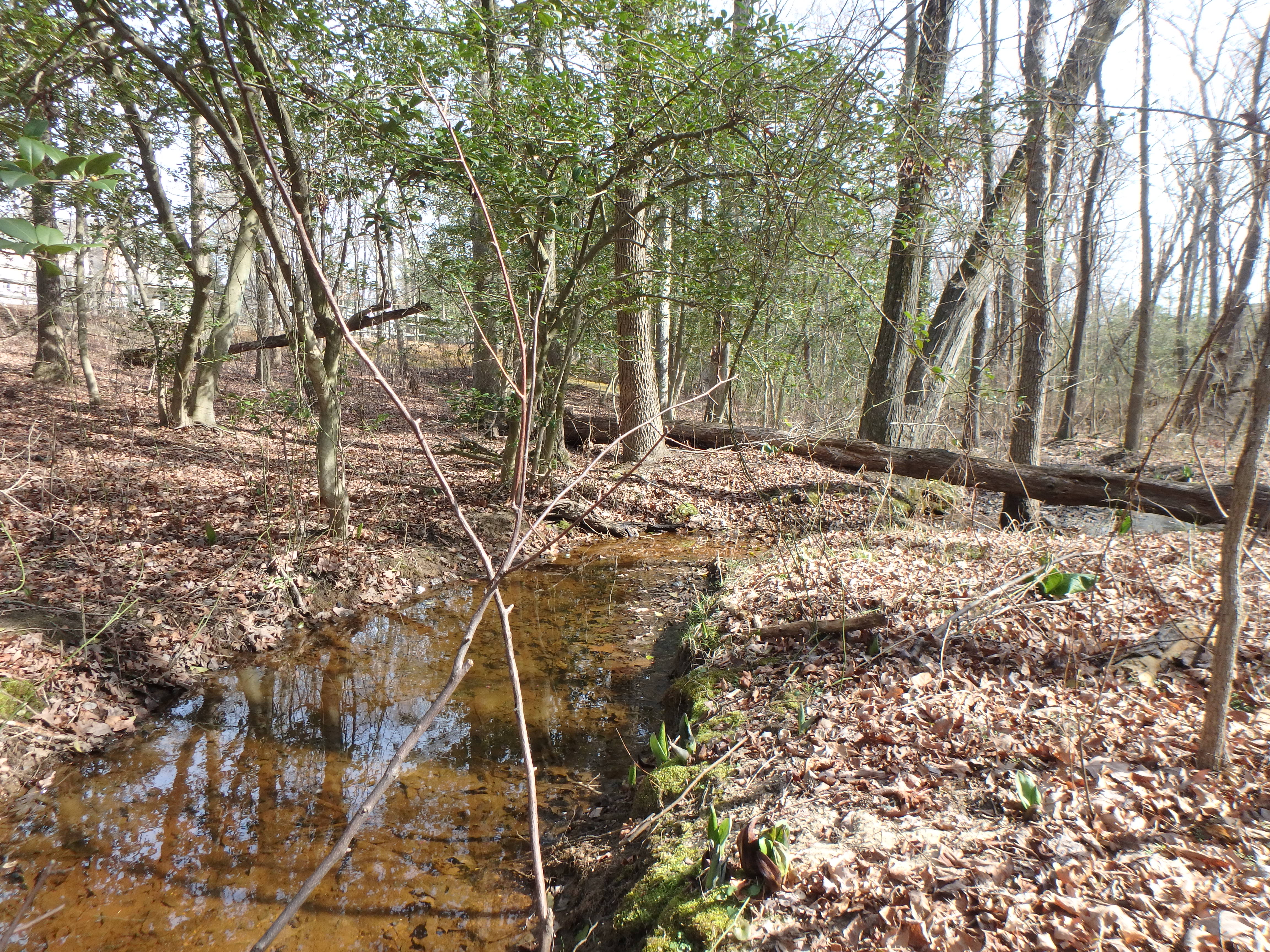Field photo showing stream conditions at site MAGO-104-R-2017-MidpointLookingDownstream
