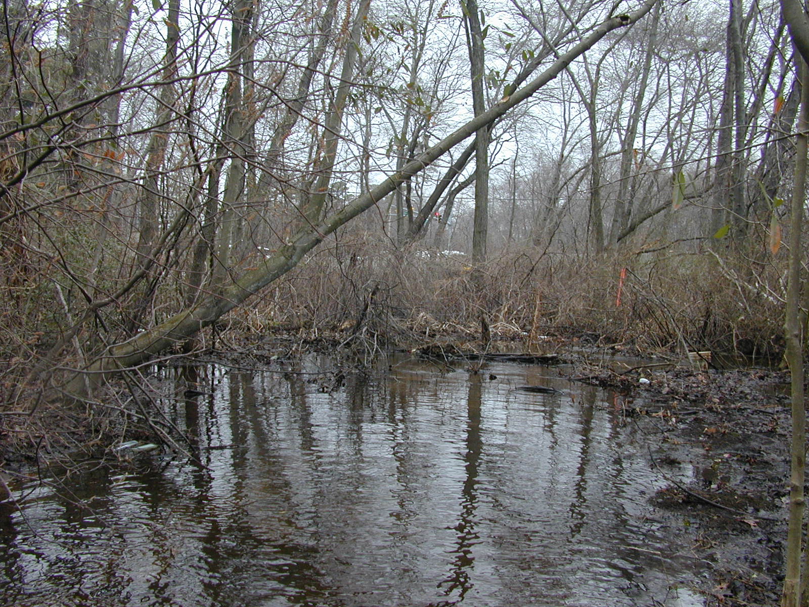 Field photo showing stream conditions at site MAGO-111-R-2003-0837