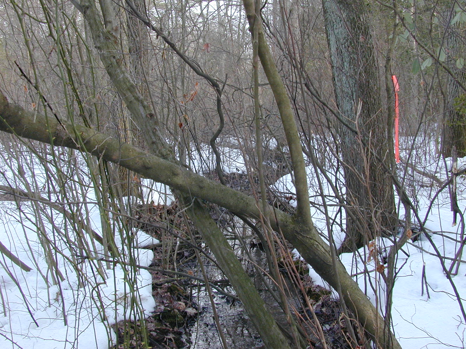 Field photo showing stream conditions at site MAGO-113-R-2003-0841