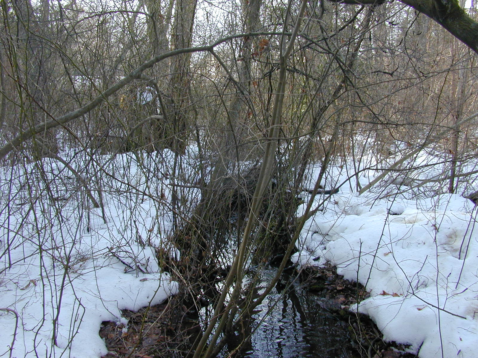 Field photo showing stream conditions at site MAGO-113-R-2003-0842
