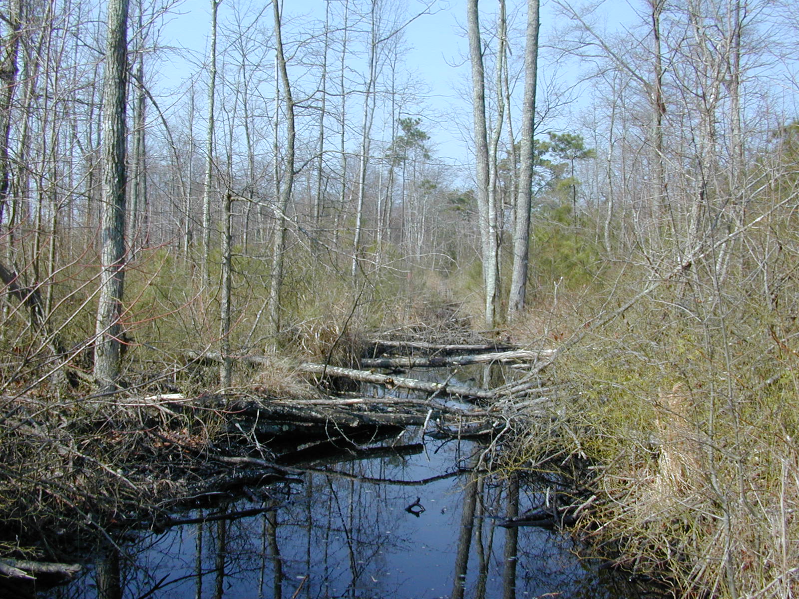 Field photo showing stream conditions at site MANO-108-R-2003-0853