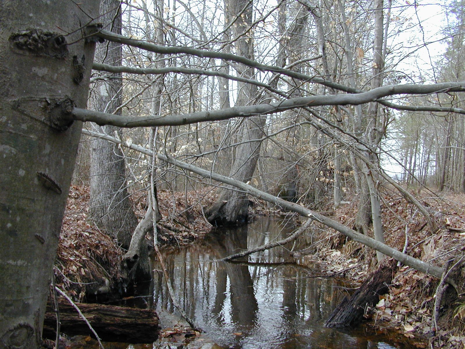 Field photo showing stream conditions at site MANO-111-R-2003-0848