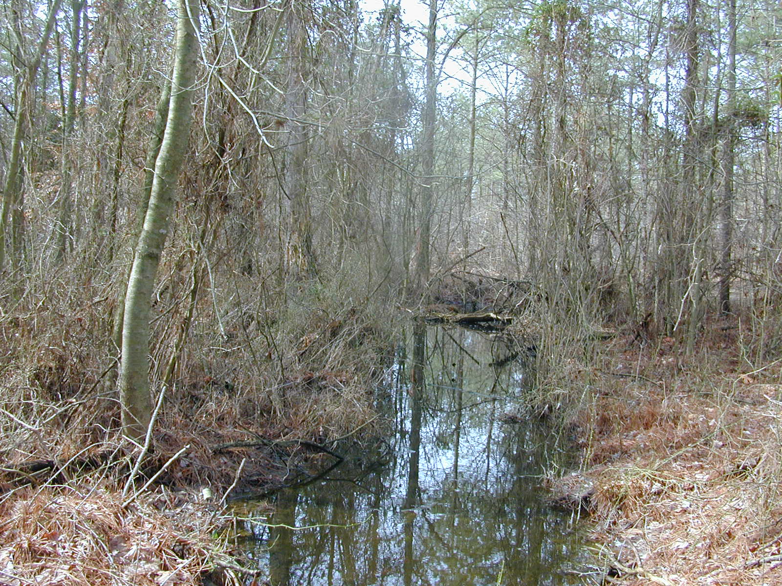 Field photo showing stream conditions at site MANO-117-R-2003-0877