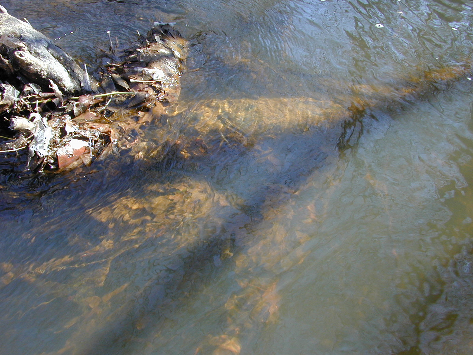 Field photo showing stream conditions at site MATT-033-S-2001-77