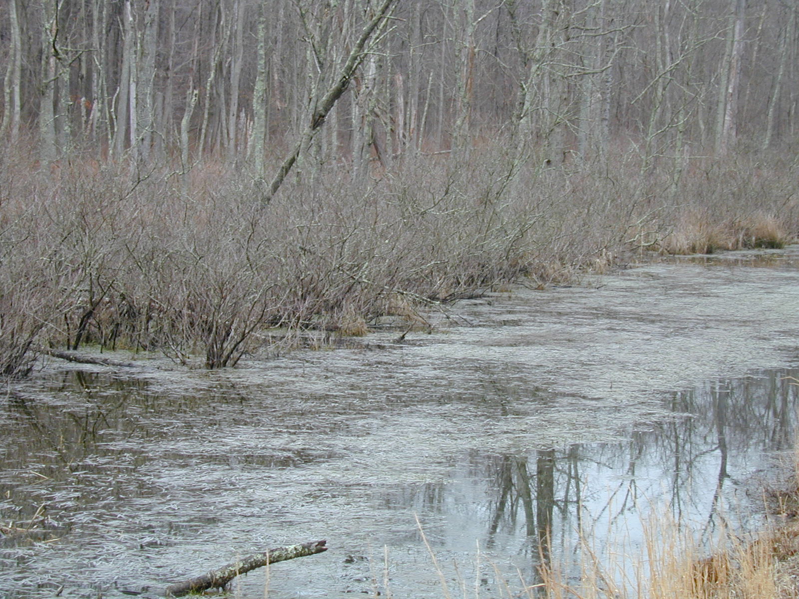 Field photo showing stream conditions at site MATT-033-S-2003-696