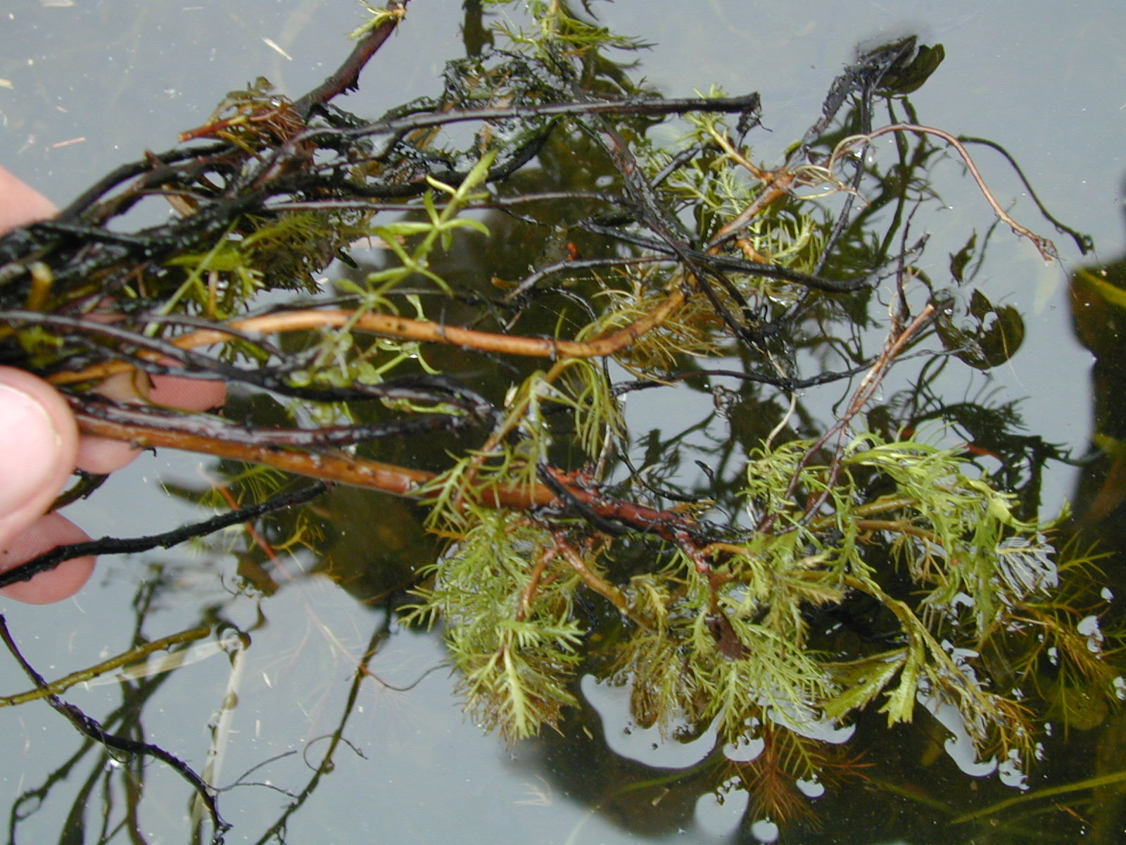 Field photo showing stream conditions at site MATT-033-S-2003-699