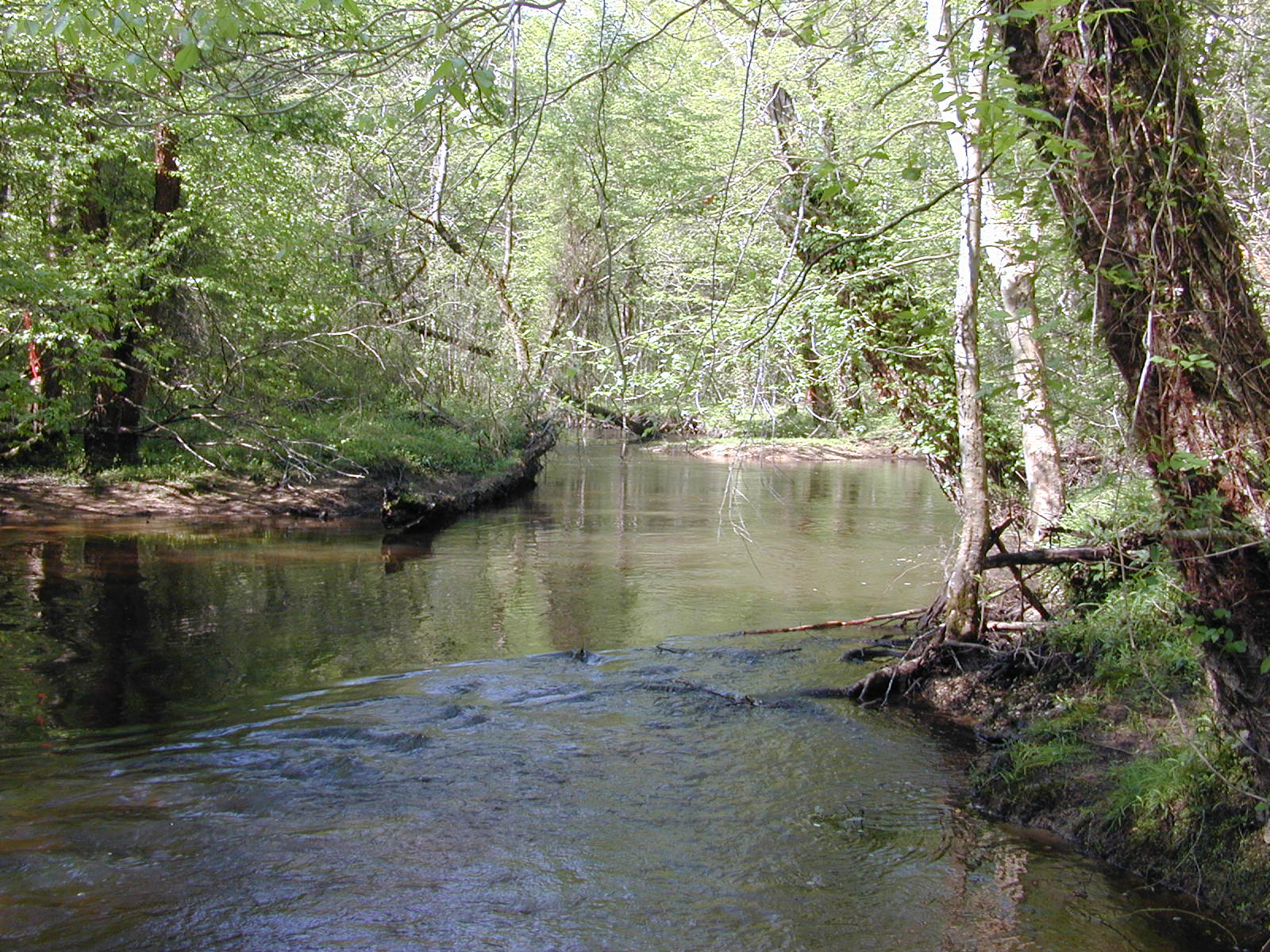 Field photo showing stream conditions at site MATT-033-S-2004-1