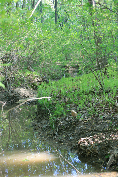 Field photo showing stream conditions at site MATT-110-A-2010-1