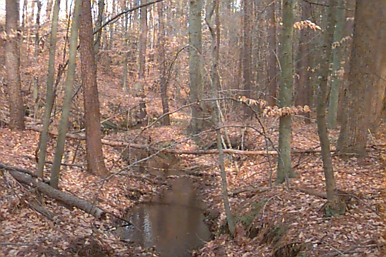 Field photo showing stream conditions at site MATT-117-R-2000-01