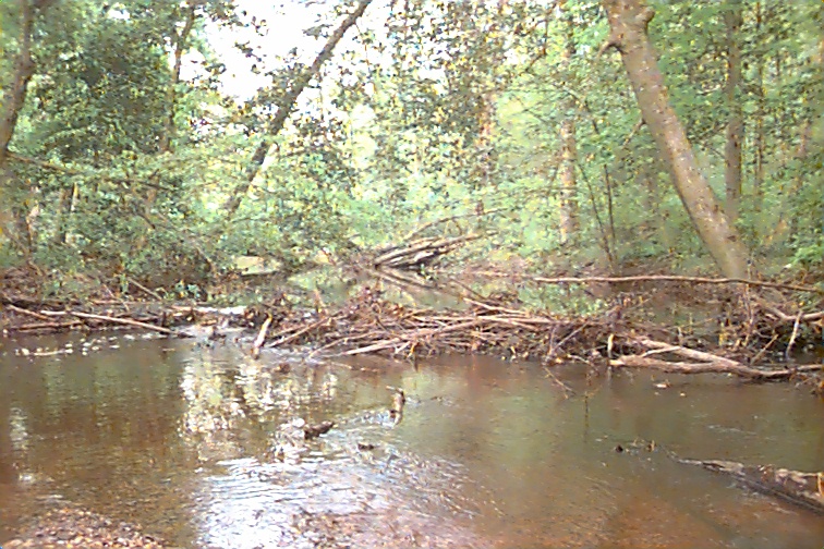 Field photo showing stream conditions at site MATT-320-R-2000-01