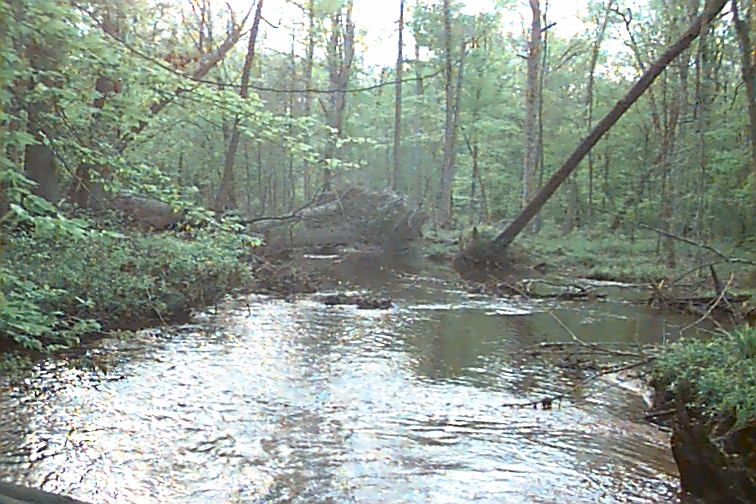 Field photo showing stream conditions at site MATT-320-R-2000-02