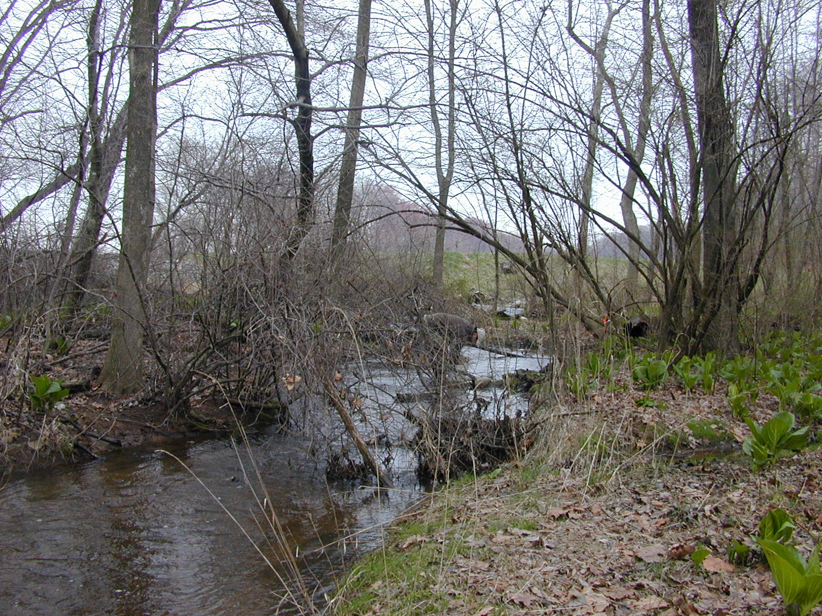 Field photo showing stream conditions at site MICR-101-R-2003-0953