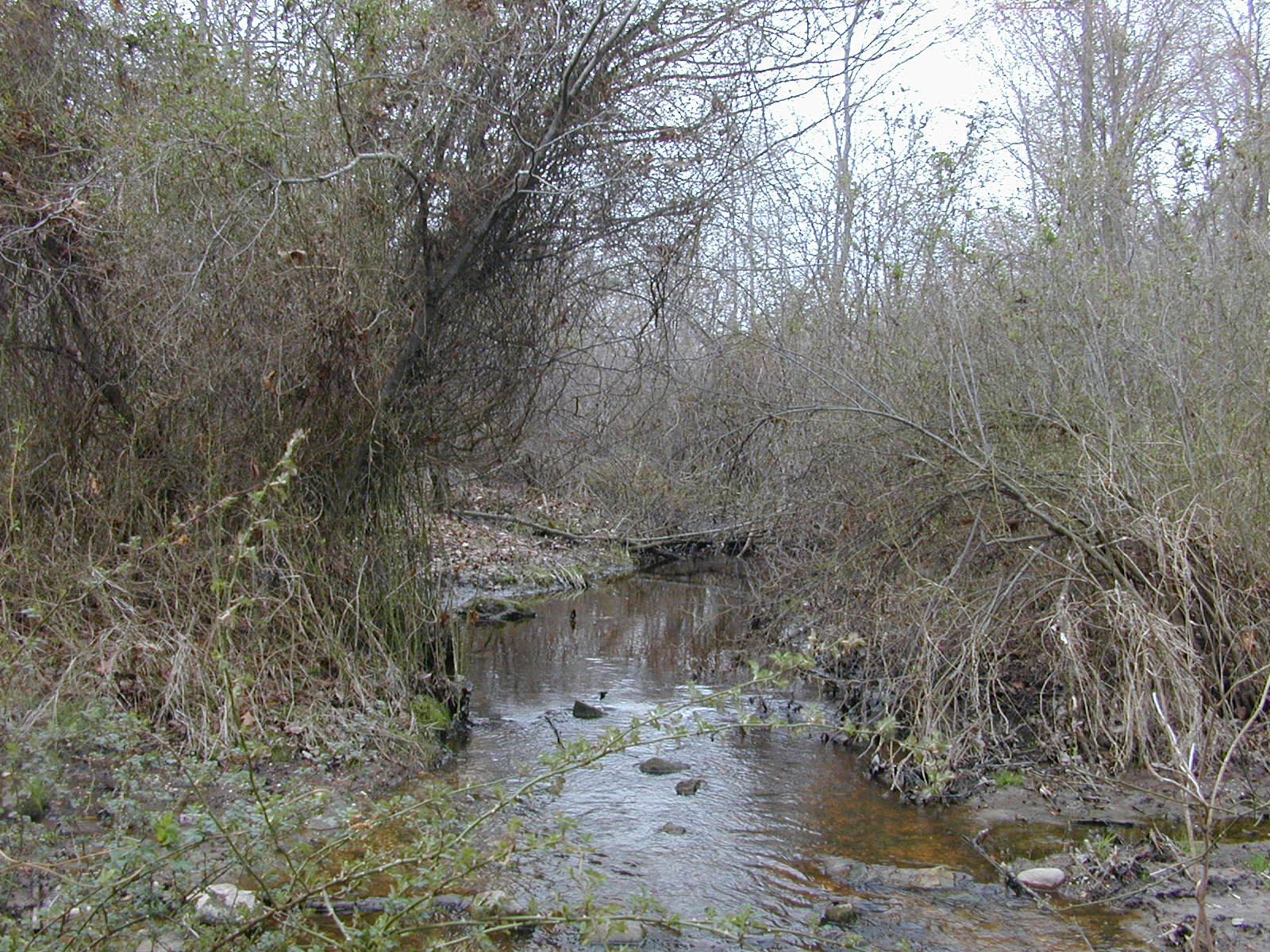 Field photo showing stream conditions at site MICR-102-R-2003-0965