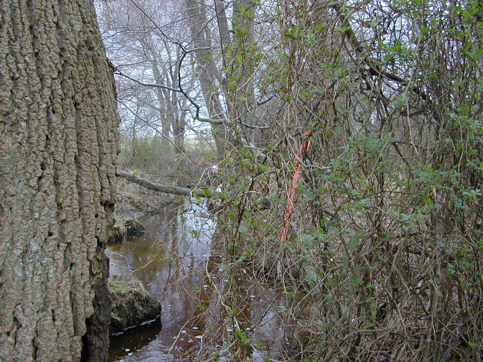Field photo showing stream conditions at site MICR-102-R-2003-0966