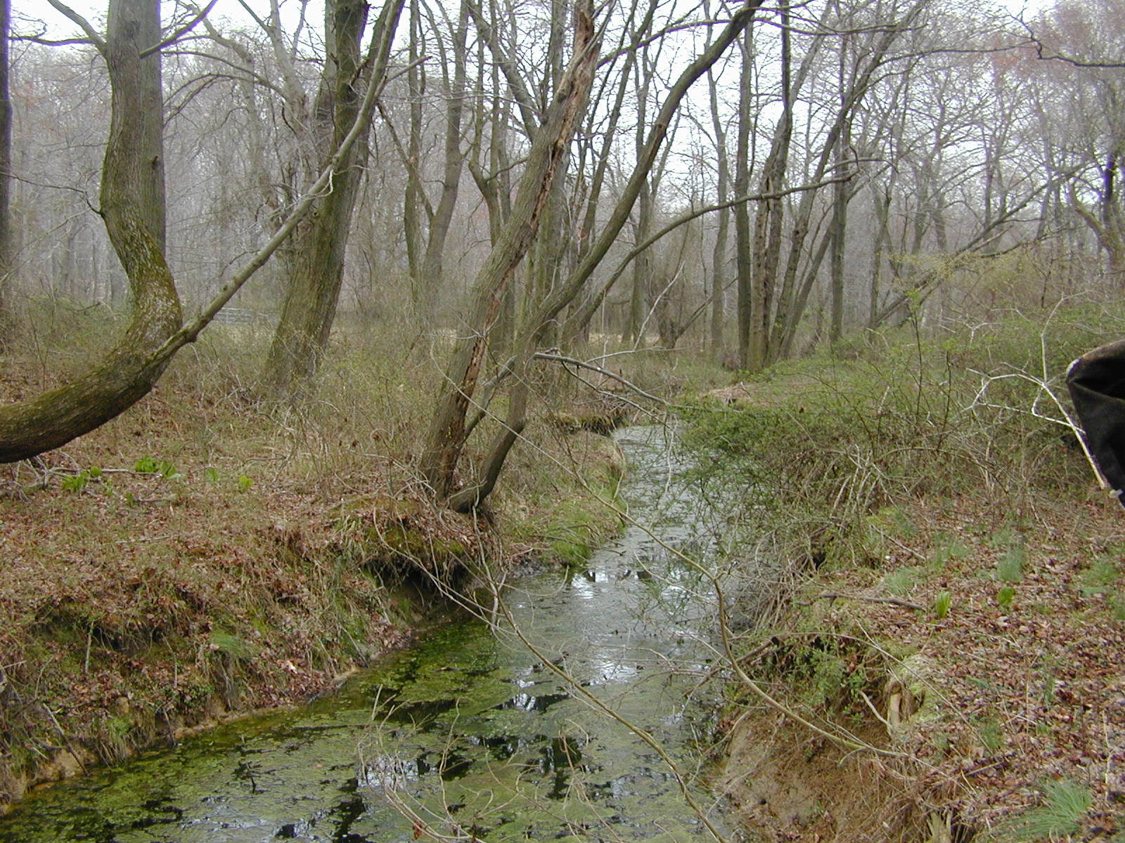 Field photo showing stream conditions at site MICR-106-R-2002-1