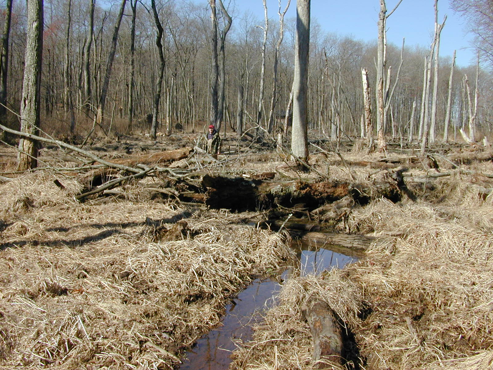 Field photo showing stream conditions at site MICR-110-R-2002-1