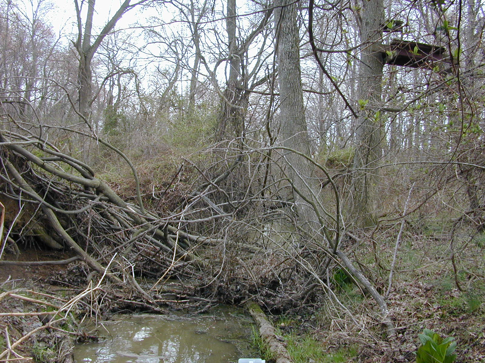 Field photo showing stream conditions at site MICR-110-R-2003-0964