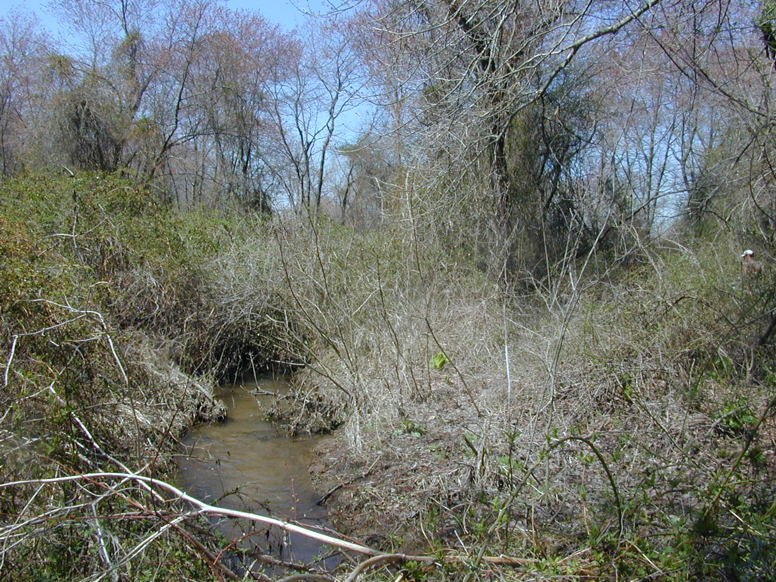 Field photo showing stream conditions at site MICR-111-R-2003-0975