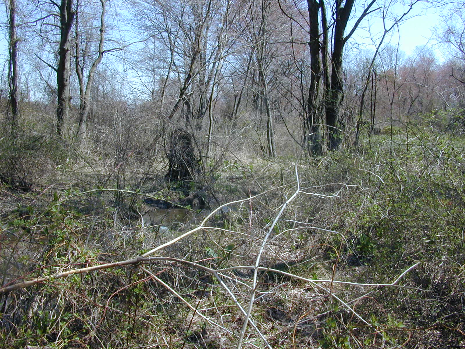 Field photo showing stream conditions at site MICR-111-R-2003-0976