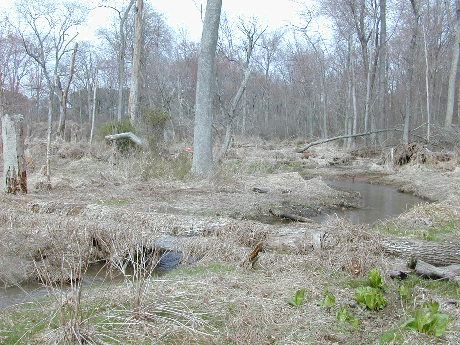 Field photo showing stream conditions at site MICR-112-R-2003-0961