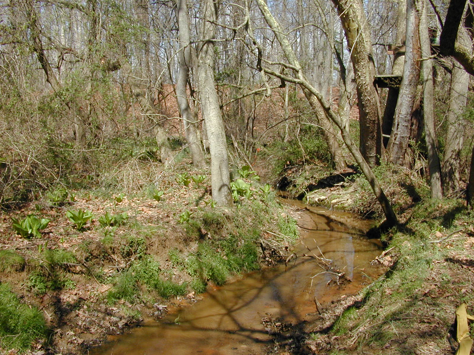 Field photo showing stream conditions at site MICR-113-R-2002-1