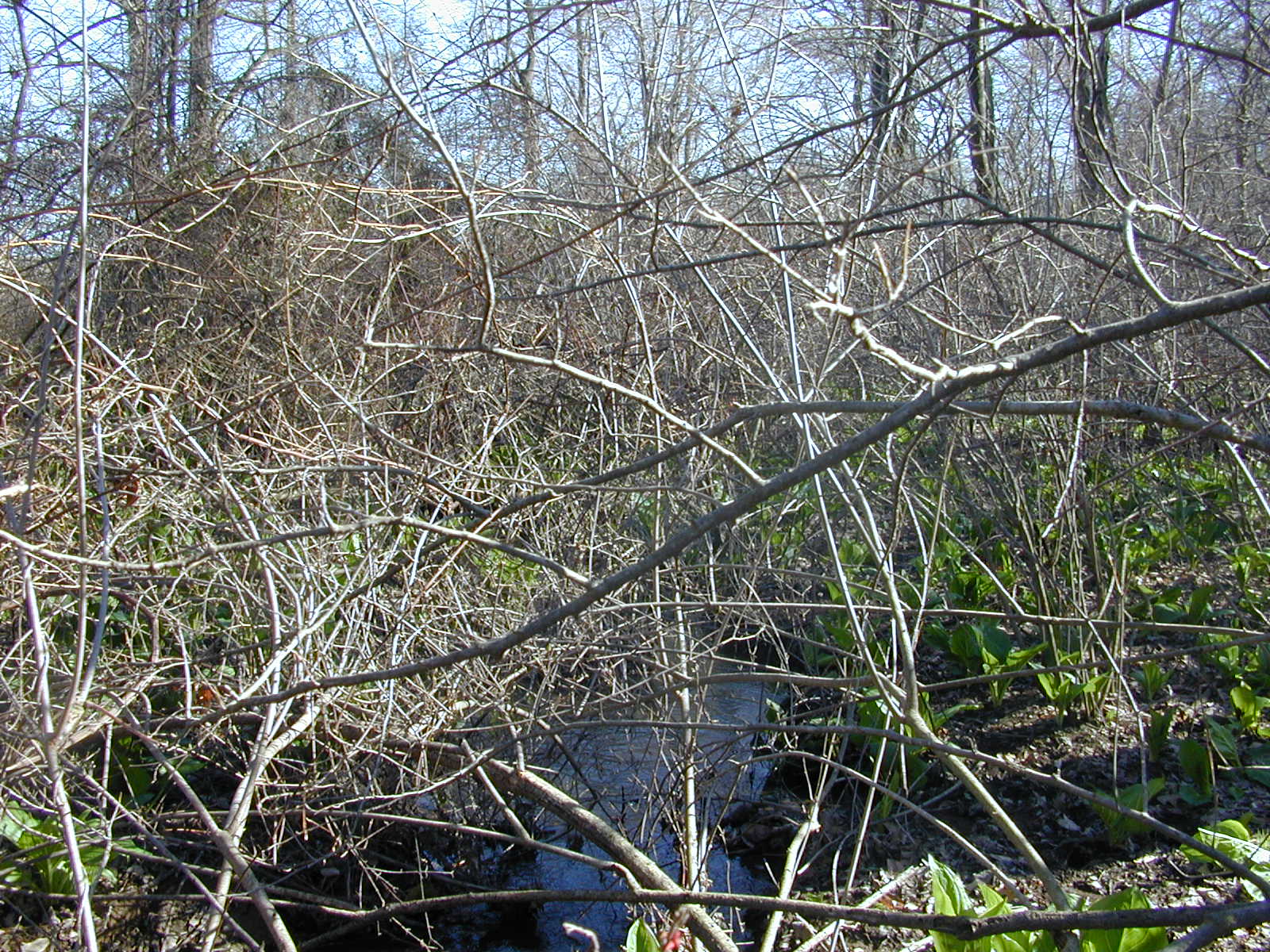 Field photo showing stream conditions at site MICR-113-R-2003-0979