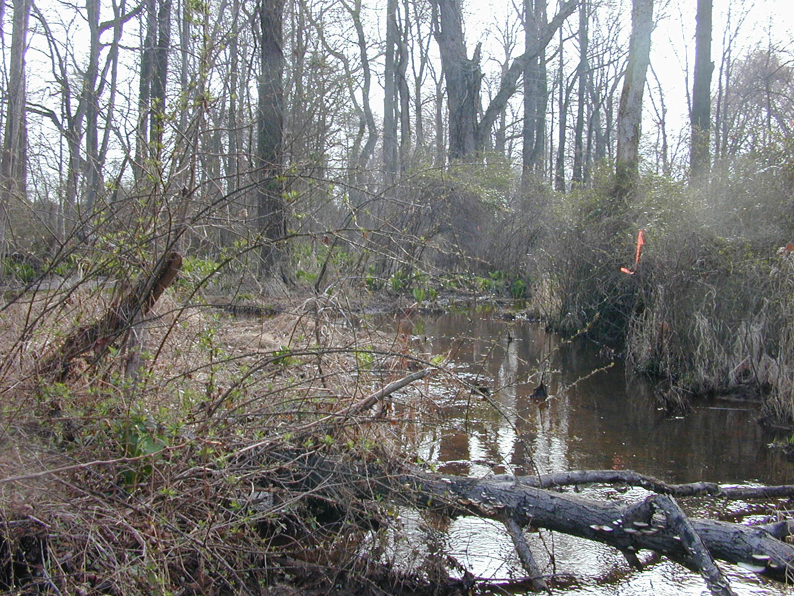 Field photo showing stream conditions at site MICR-116-R-2003-0968