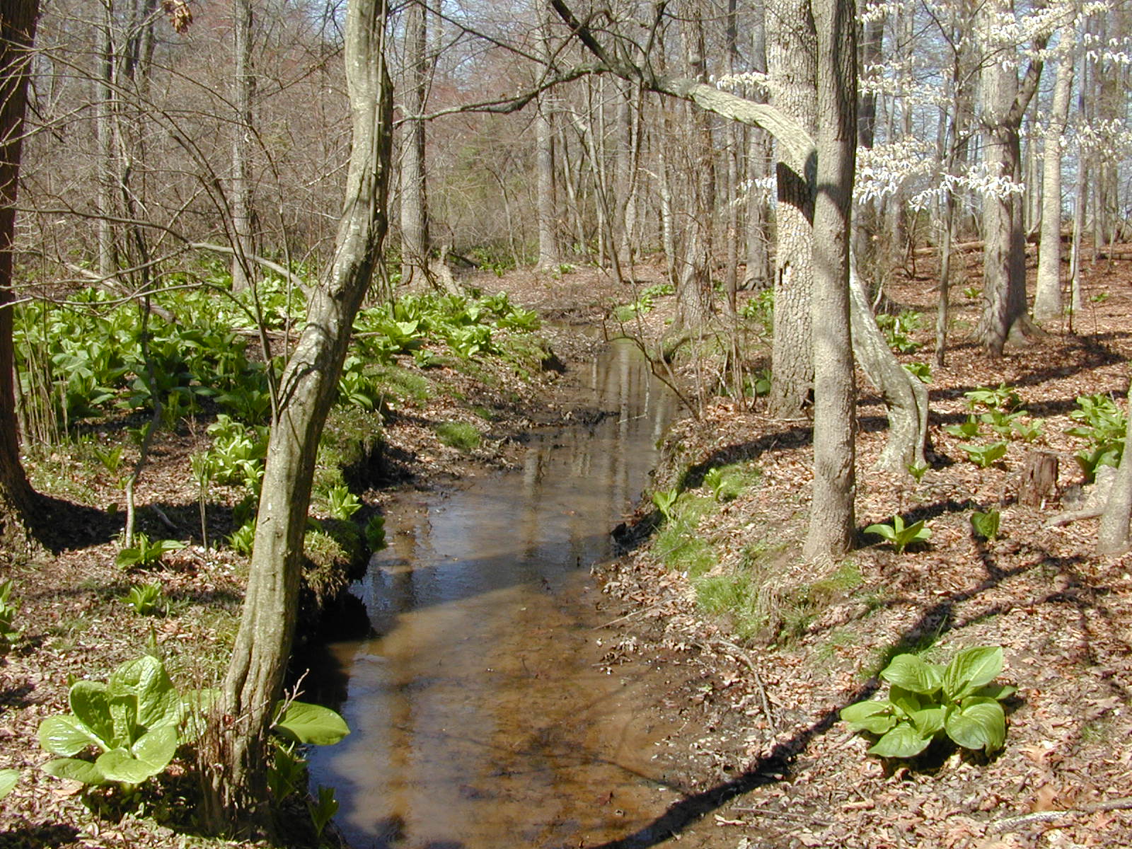 Field photo showing stream conditions at site MICR-118-R-2002-1
