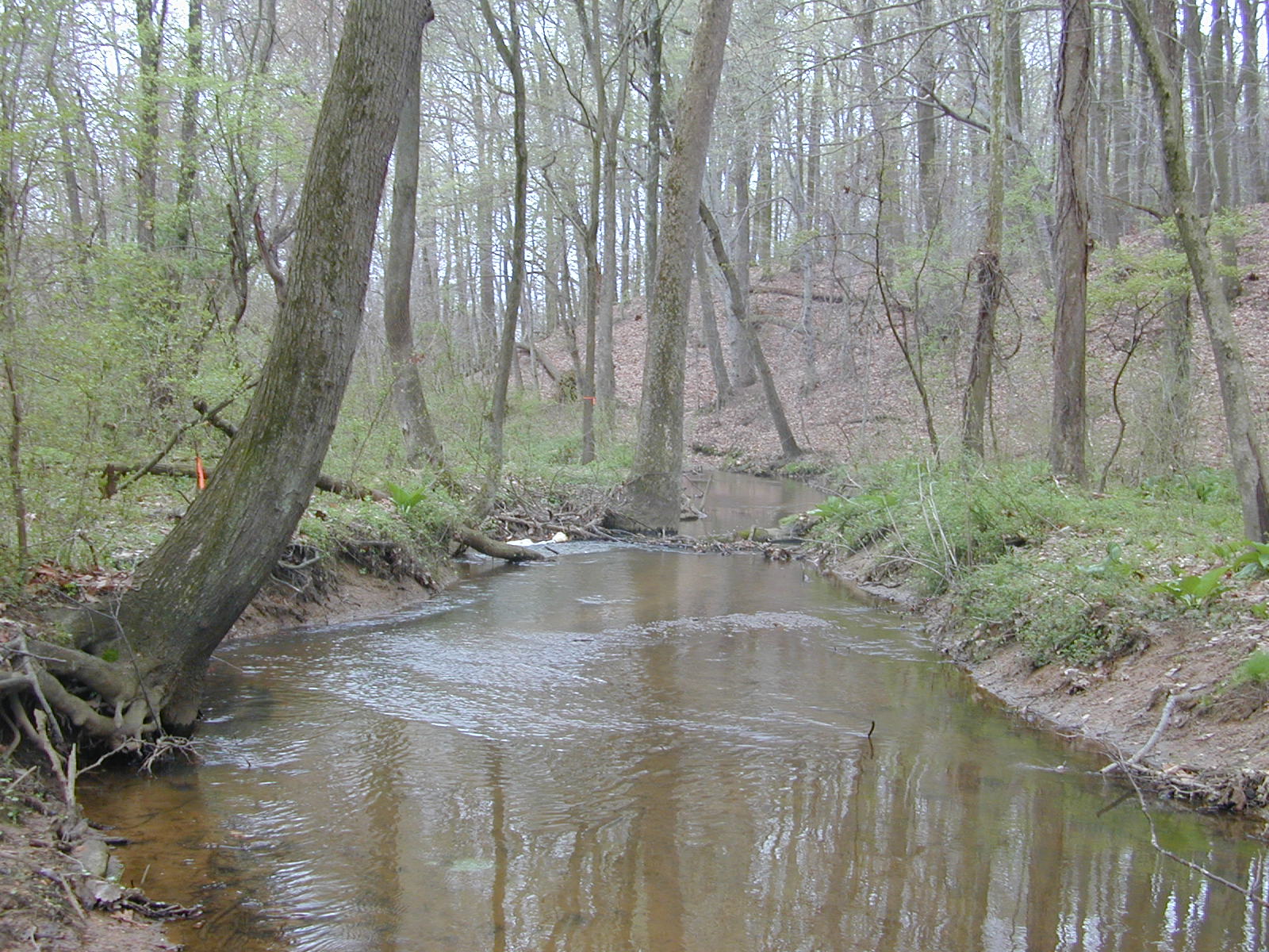 Field photo showing stream conditions at site MICR-204-R-2003-1016