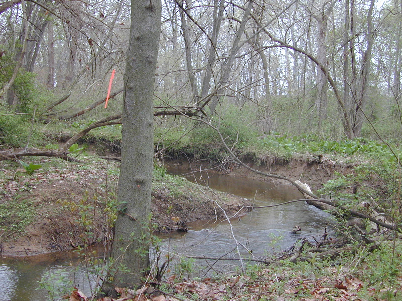 Field photo showing stream conditions at site MICR-204-R-2003-1017