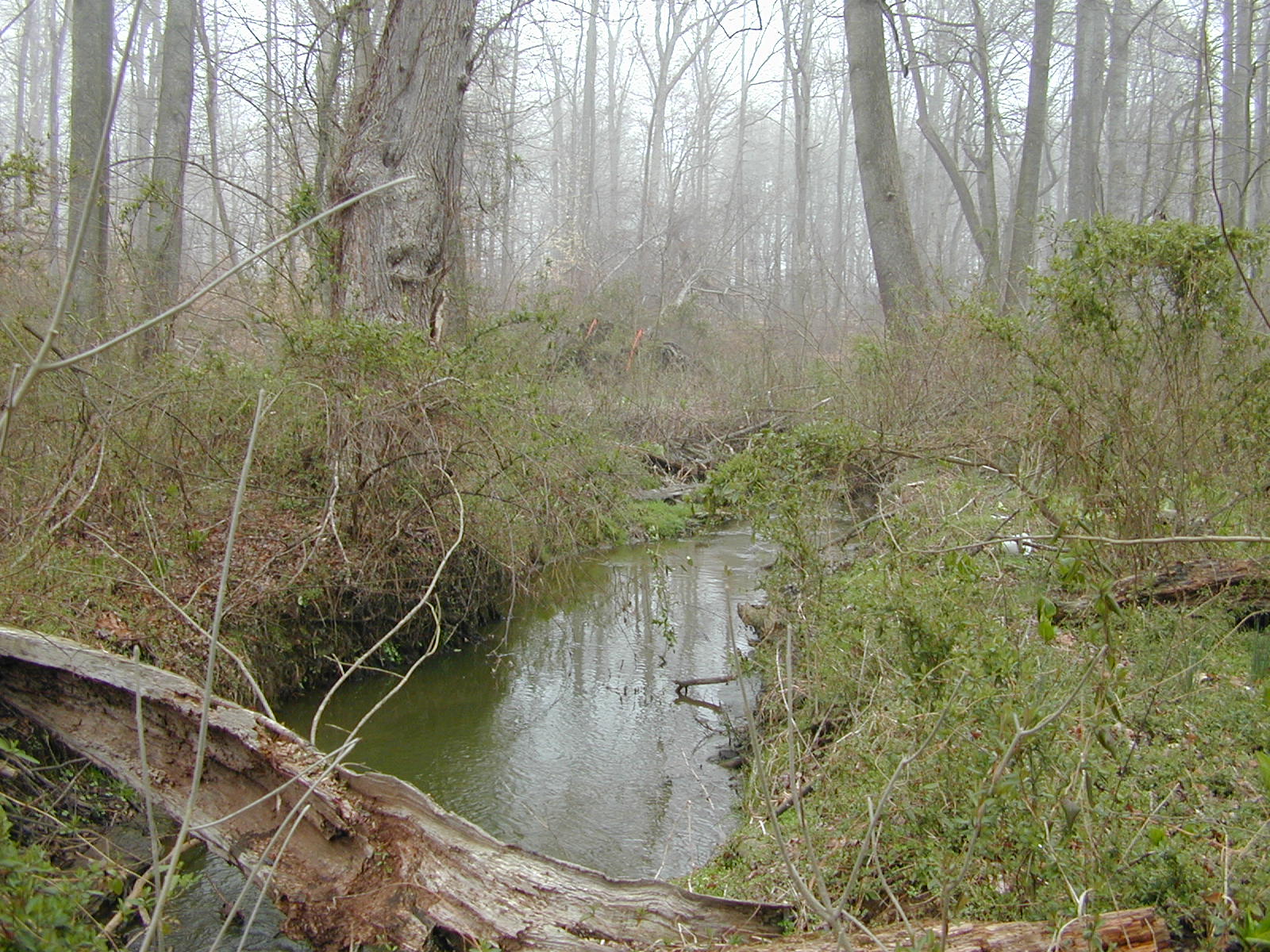 Field photo showing stream conditions at site MICR-205-R-2002-1