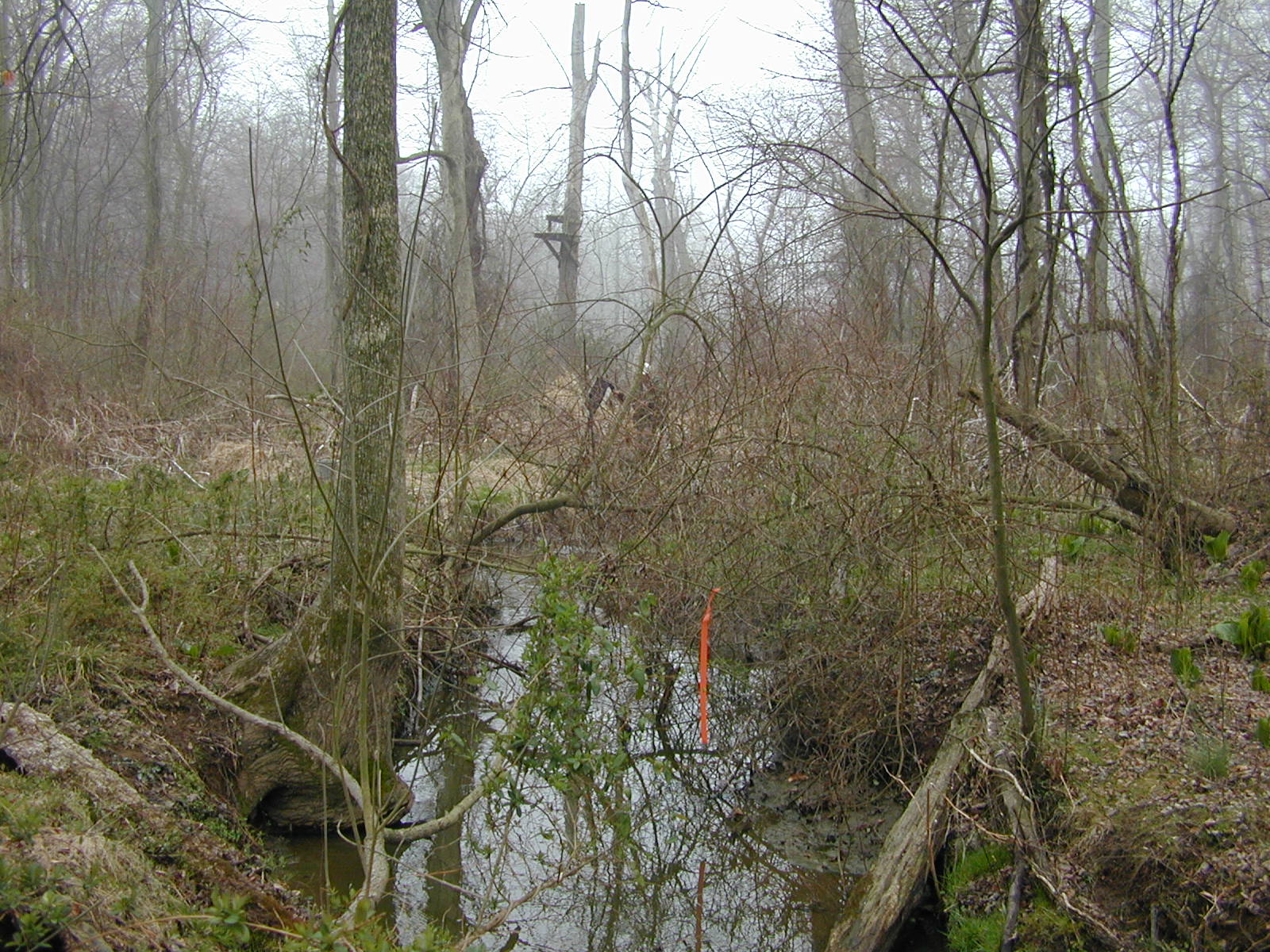 Field photo showing stream conditions at site MICR-205-R-2002-2
