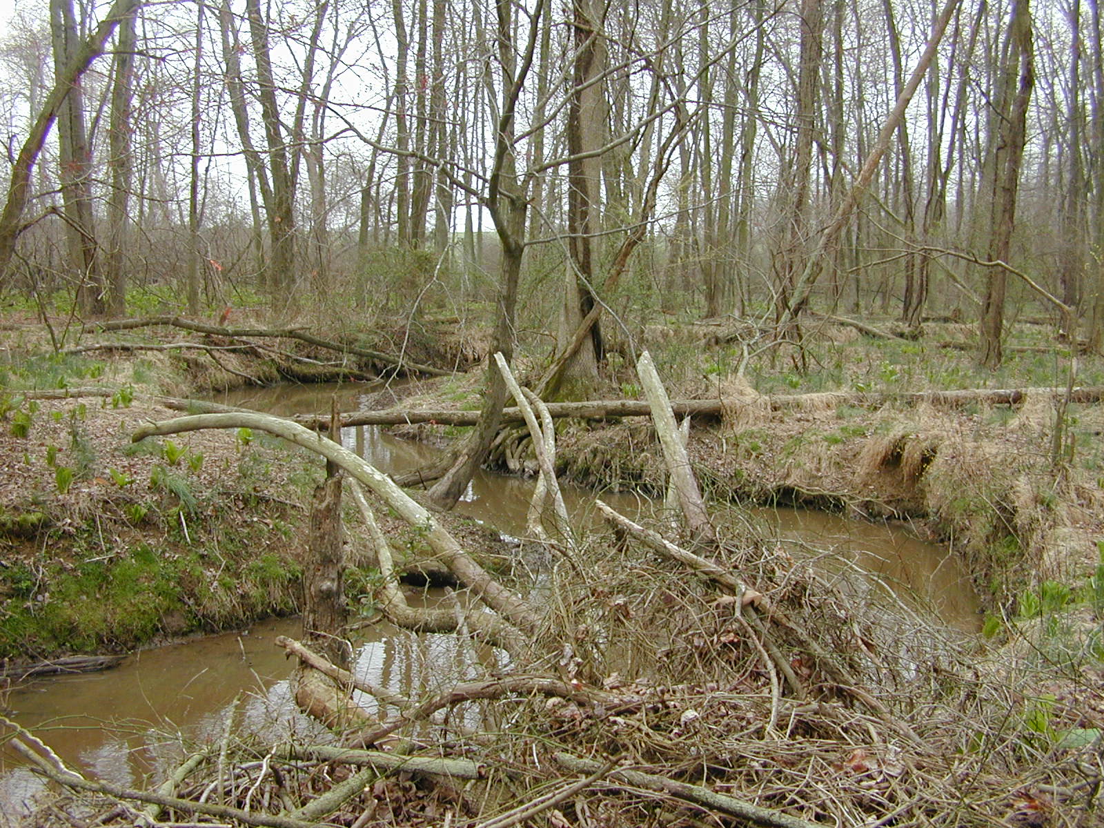 Field photo showing stream conditions at site MICR-208-R-2002-1