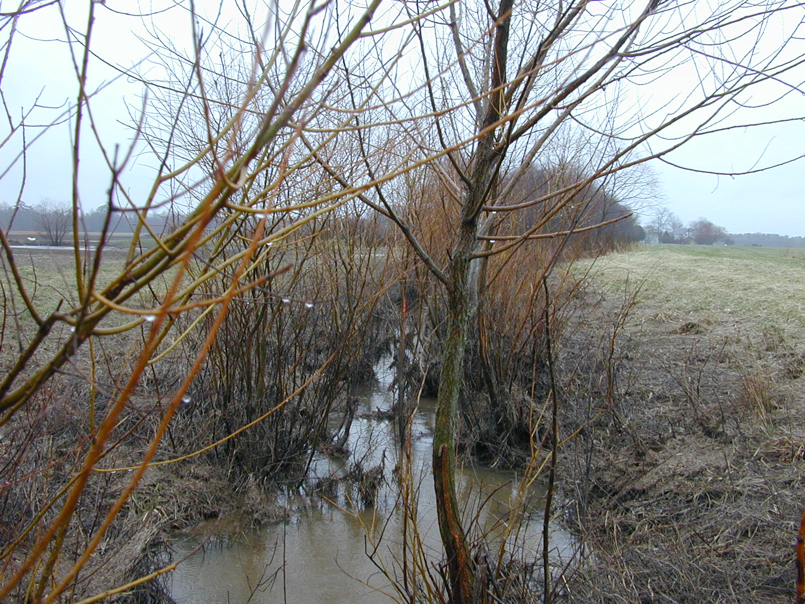 Field photo showing stream conditions at site MILE-118-R-2003-0902