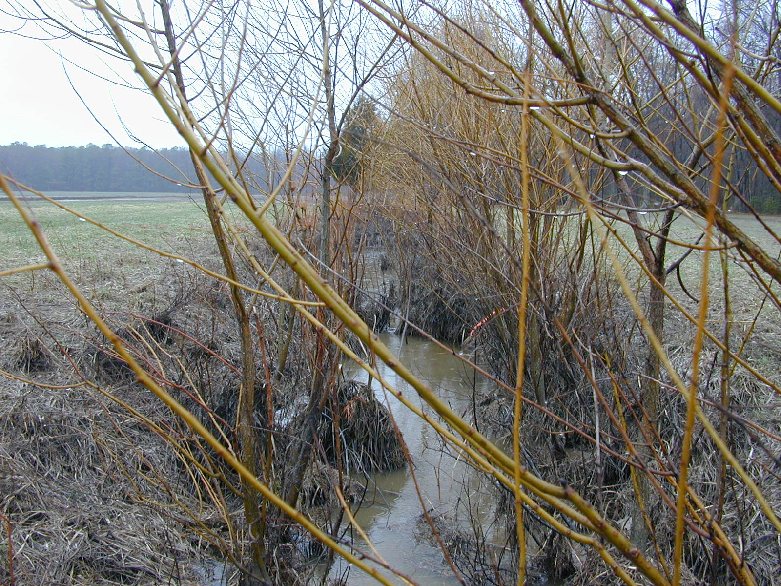 Field photo showing stream conditions at site MILE-118-R-2003-0903