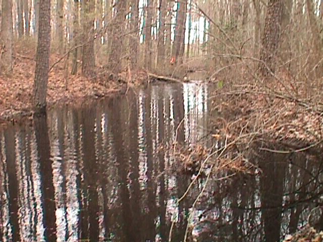 Field photo showing stream conditions at site MONI-126-R-2000-11_06