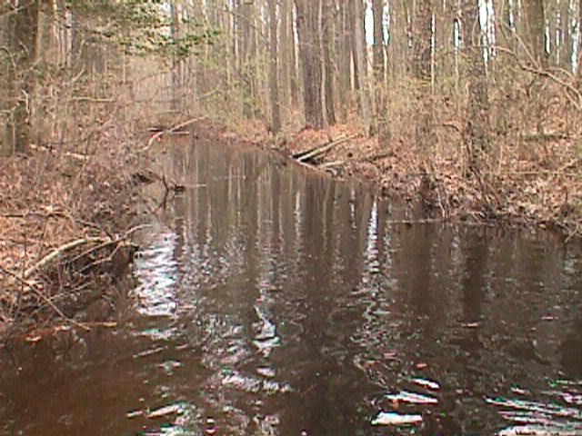 Field photo showing stream conditions at site MONI-126-R-2000-11_07