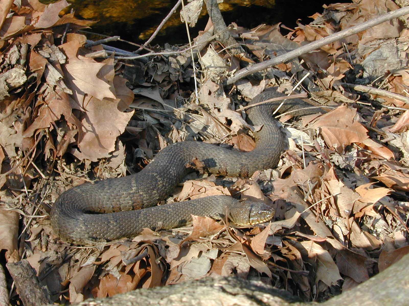 Field photo showing stream conditions at site MPAX-409-R-2002-1