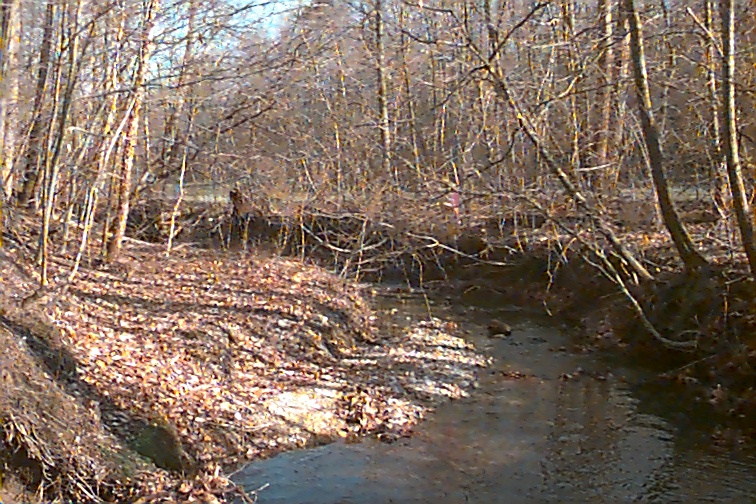 Field photo showing stream conditions at site NANJ-104-R-2000-01