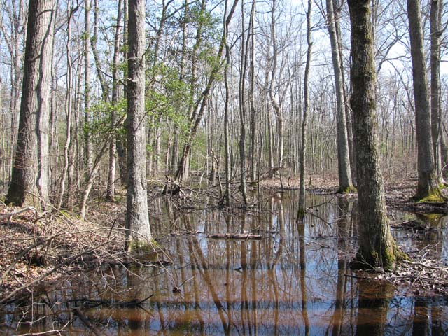 Field photo showing stream conditions at site NANJ-107-H-2012-2