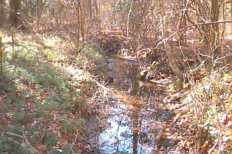Field photo showing stream conditions at site NANJ-109-R-2000-02