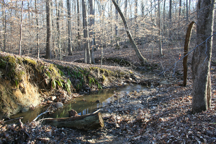Field photo showing stream conditions at site NANJ-111-R-2008-1