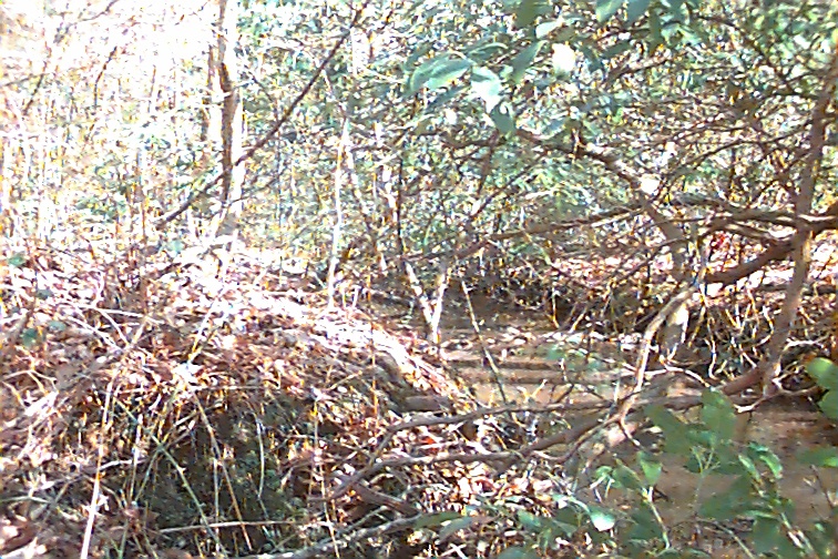 Field photo showing stream conditions at site NANJ-119-R-2000-02