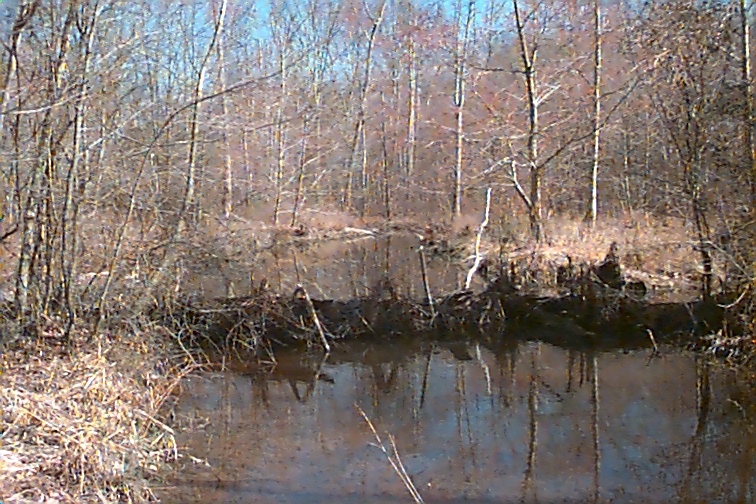 Field photo showing stream conditions at site NANJ-205-R-2000-02