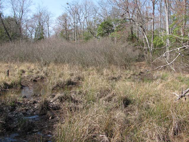 Field photo showing stream conditions at site NANJ-208-H-2012-1