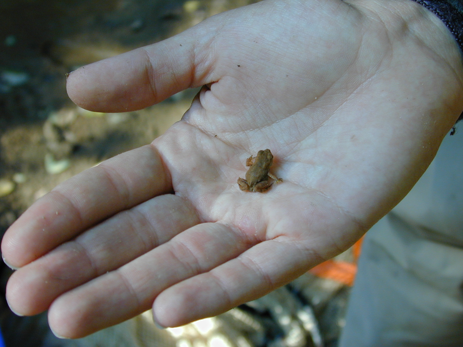 Field photo showing stream conditions at site NANJ-331-S-2001-82