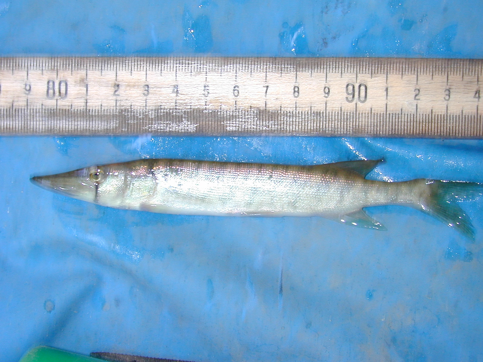 Field photo showing stream conditions at site NANJ-331-S-2001-83
