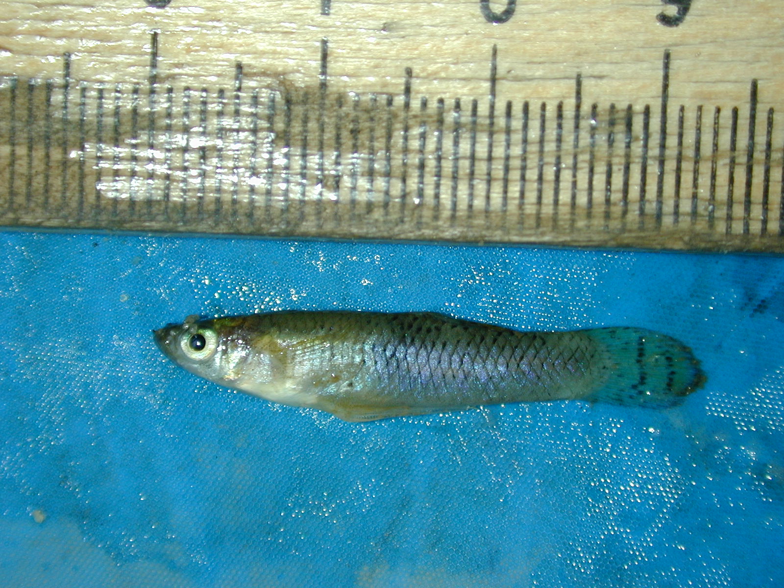 Field photo showing stream conditions at site NANJ-331-S-2001-84