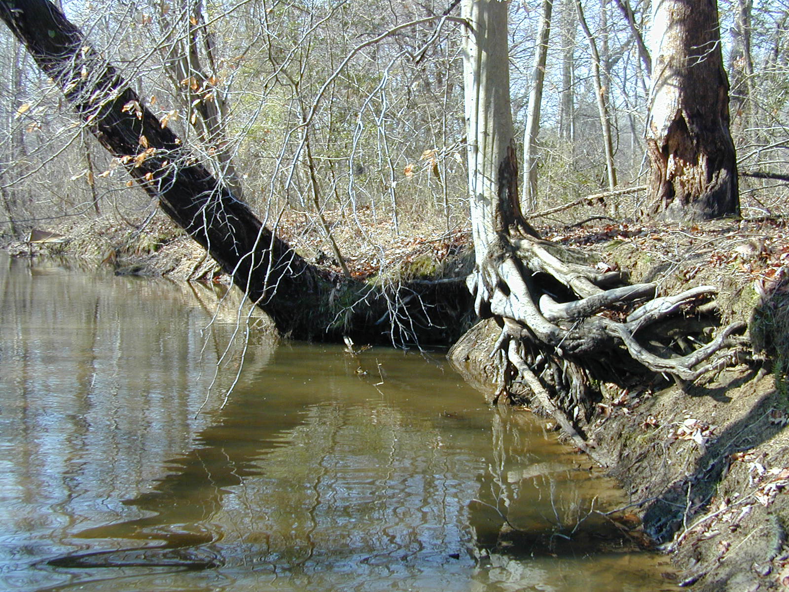 Field photo showing stream conditions at site NANJ-331-S-2002-410