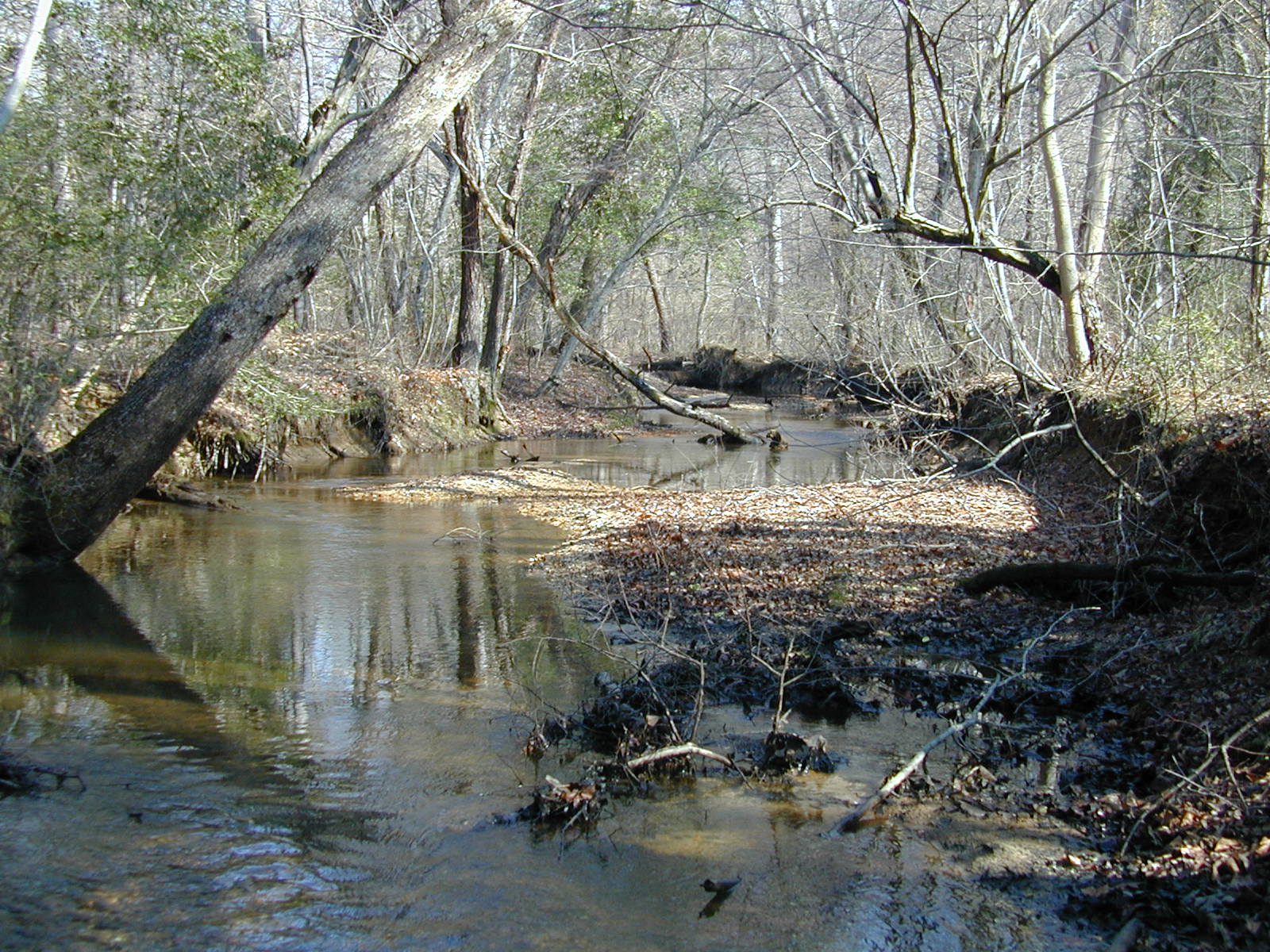 Field photo showing stream conditions at site NANJ-331-S-2002-412